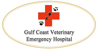 Gulf Coast Veterinary Hospital